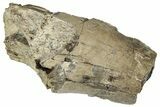 Partial Fossil Dinosaur (Tyrannosaurus rex) Tooth - Montana #325123-1